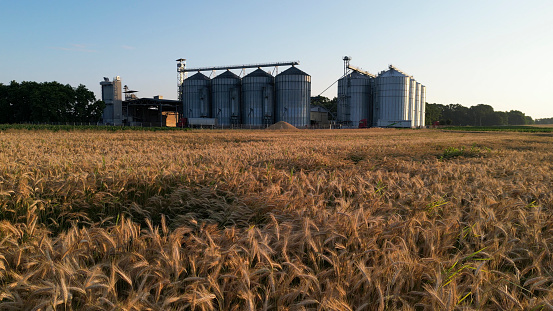 Vast Wheat Field With Silo Storage Tanks Under Clear Blue Sky
