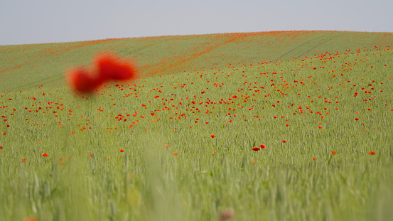 Scenic Lush Green Wheat Field Blooms With Vibrant Poppies On Rural Landscape