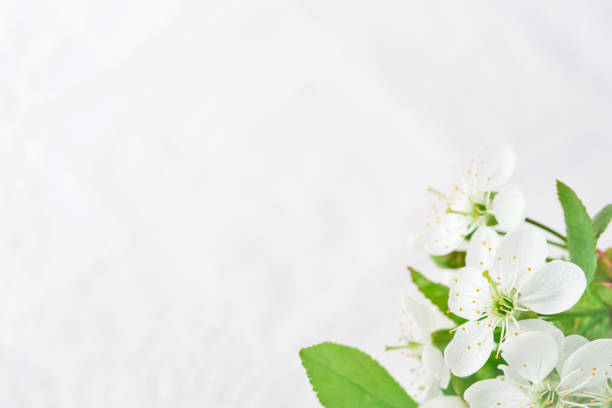 Spring Easter background. Passover blooming white apple or cherry blossom on white wooden background. Happy Passover background. World environment day. Easter, Birthday, womens day holiday. Mock up.