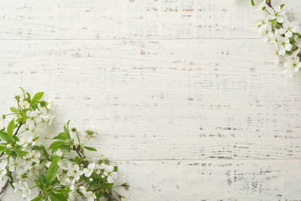 istock Spring background with white apple or cherry blossoms and wooden background. Easter or Passover spring greeting cards with copy space. Natural plants landscape, ecology, fresh wallpaper concept Mockup 2025418530