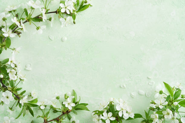 istock Spring Easter background. Passover blooming white apple or cherry blossom on green background. Happy Passover background. World environment day. Easter, Birthday, womens day holiday. Top view Mock up. 2025418531