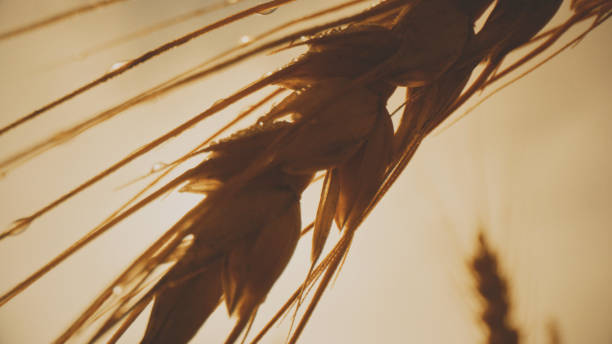 Field grass, lake view, blured background, close-up, artistic selective focus front view
