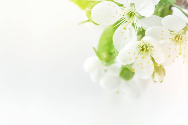 istock Spring Easter background. Passover blooming white apple or cherry blossom on white wooden background. Happy Passover background. World environment day. Easter, Birthday, womens day holiday. Mock up. 2025419601