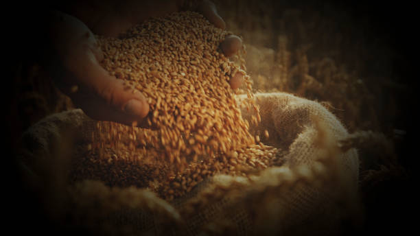 Farmer Checks Freshly Harvested Grains In The Wheat Field,Ensuring Quality With Care