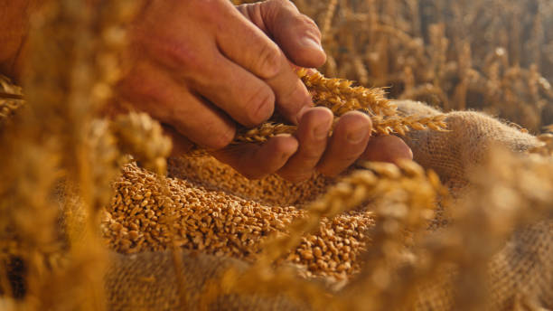 istock Farmer Carefully Inspects Harvested Grains,Ensuring Top-Notch Quality 2025421767