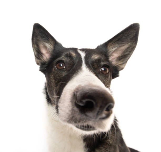 istock Black and white cute dog wide angle portrait 2025422358