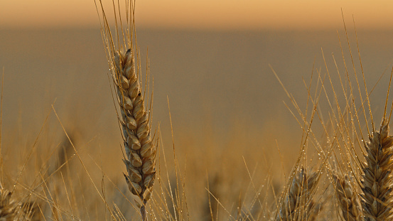 Closeup of ripe wheat ear in cultivated agricultural field, selective focus