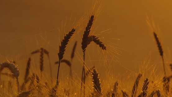 The Silhouette Of Wheat Ears Gracefully Rises Against The Backdrop Of The Setting Sun,Creating A Mesmerizing Scene On The Agricultural Field During Sunset