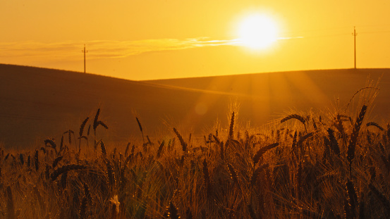 The Silhouette Of Wheat Ears Gracefully Rises Against The Backdrop Of The Setting Sun,Creating A Mesmerizing Scene On The Agricultural Field During Sunset