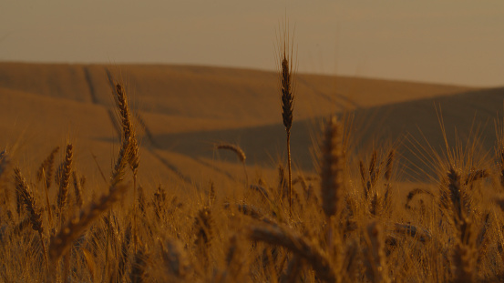 Golden yellow ripe ears of wheat or rye in a field at the end of summer on sunset