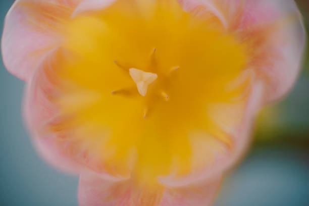 Close up of yellow flower aster, daisy