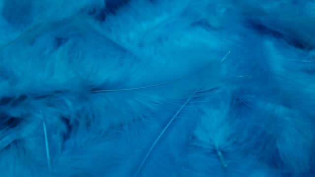 Light blue feathers in graceful movement. Feather surface, full screen, elegant plumage template, slow motion.