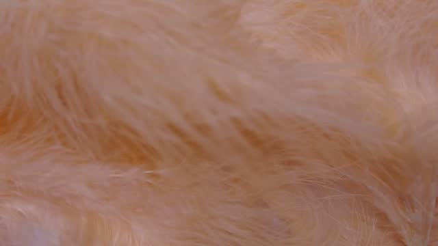 Cream color feathers in slow motion. Plumage pattern, pastel color, 4k video, close-up, full surface.