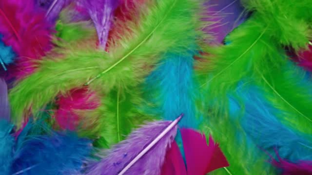 Colorful feather in movement rotation. Soft puff on feathered surface, 4k video. Multicolor plumage