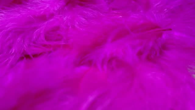 Close up fuchsia feathers. Slow motion video and blurred effect.