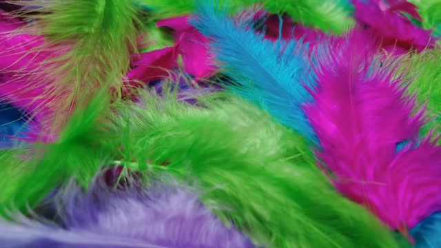 Colorful feather in movement rotation. Soft puff on feathered surface.