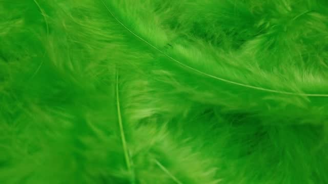 Green feathers closeup. Plumage with soft wind motion.