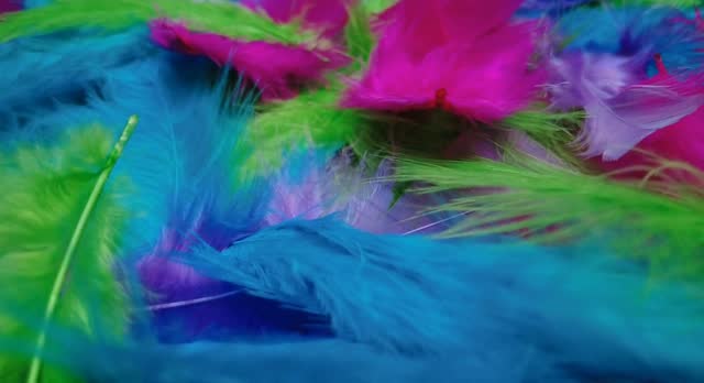 Colorful feathers, graceful movement. Soft feathered surface, 4k video, slow motion plumage.