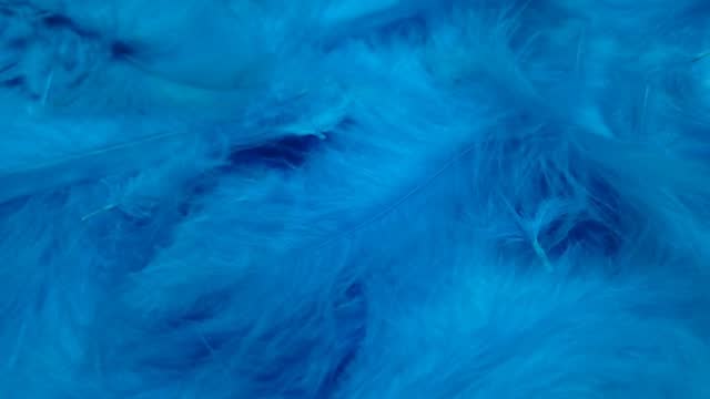 Light blue feathers in graceful movement. Feather surface, full screen, elegant plumage template, slow motion.