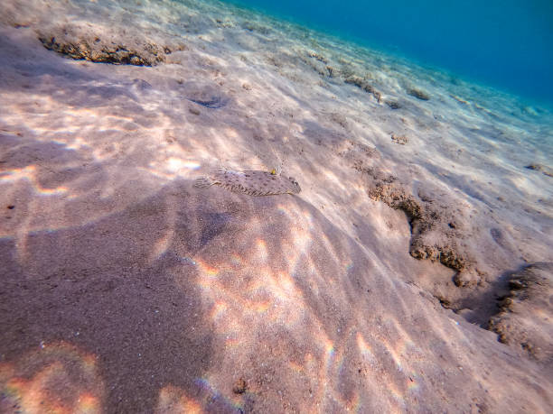 istock Panther flounder fish (Bothus pantherinus) on sand at coral reef. 2025425088