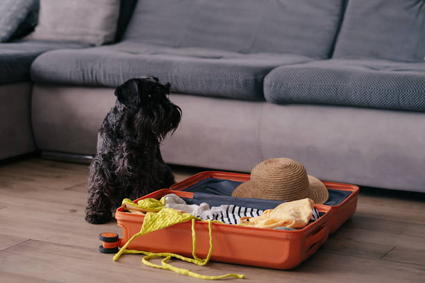 istock Cute dog sitting in suitcase with clothes 2025425619