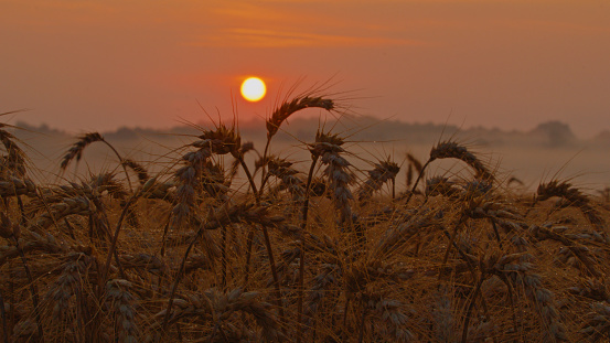 Silhouette Of Wheat Ears Gracefully Rises Against The Backdrop Of The Setting Sun,Creating A Mesmerizing Scene On The Agricultural Field During Sunset