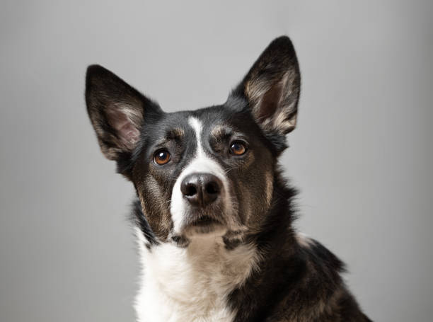 Black and white cute dog portrait. This file is cleaned and retouched.