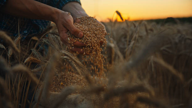 istock Harvest Inspection,Farmer Ensures Grain Quality 2025426167