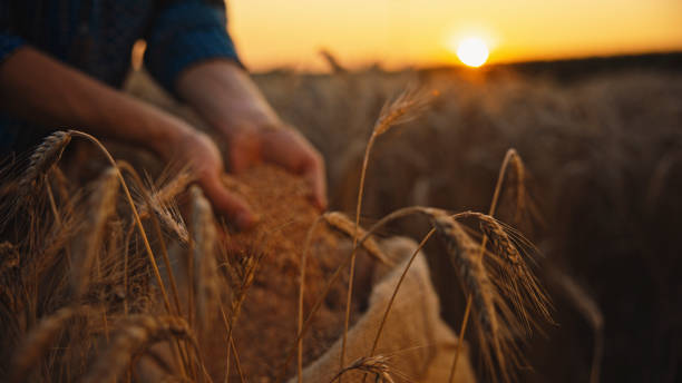 Harvest Inspection,Farmer Ensures Grain Quality Amidst The Wheat Field,The Diligent Farmer Inspects The Freshly Harvested Grains,Cradled In The Palm Of His Hands From A Jute Sack,Ensuring Quality With Meticulous Care And Dedication To The Harvest abundance stock pictures, royalty-free photos & images