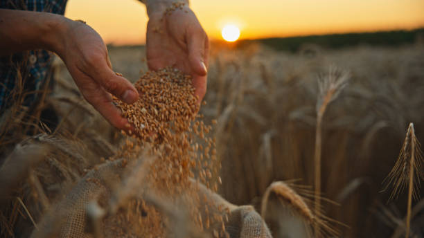 istock Farmer Carefully Inspects Harvested Grains,Ensuring Top-Notch Quality 2025426173