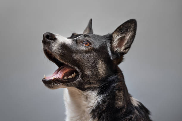 Studio Shot of Purebred Stafford