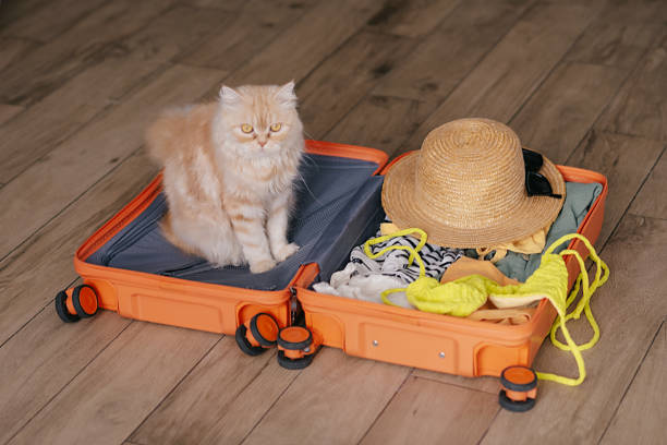 istock Cute pets sitting in suitcase with clothes 2025426727