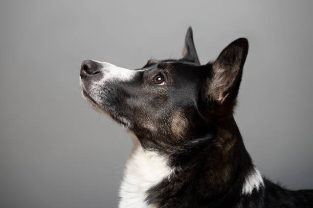 A poignant black and white portrait capturing the profile of a Border Collie dog. The soft lighting emphasizes the contours of its face and the texture of its fur, highlighting the breed's serene and thoughtful nature. A timeless image for pet photography and animal welfare concepts.