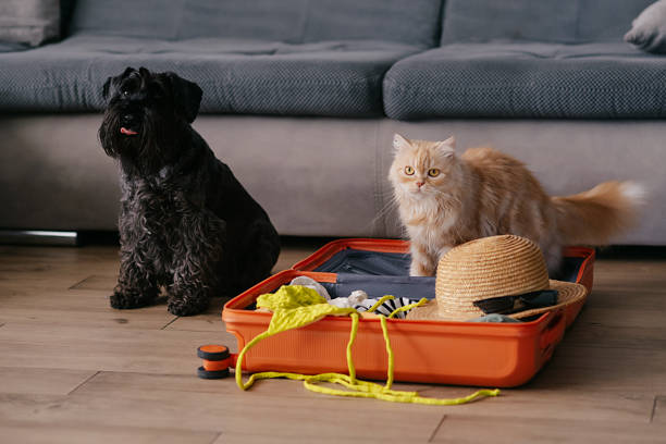 istock Cute pets sitting in suitcase with clothes 2025427269