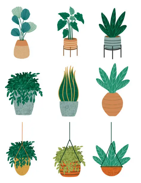 Vector illustration of Set Of Houseplants On A Transparent Background