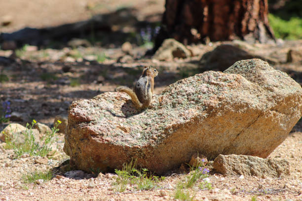 istock Chipmunk in the wild mountains Estes Park Colorado 2025427792