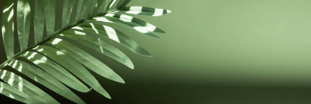 istock Selective focus.sandstone top product display platform in tropical design with shadow palm leaf on pastel wall background. 2025429625
