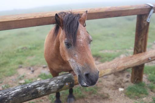 A horse in the bad weather and it was eating grasses .the photo focused on the face of the horse