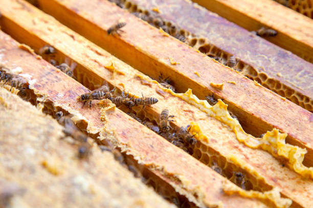 istock Close up view of the bees swarming on frames. 2025430041