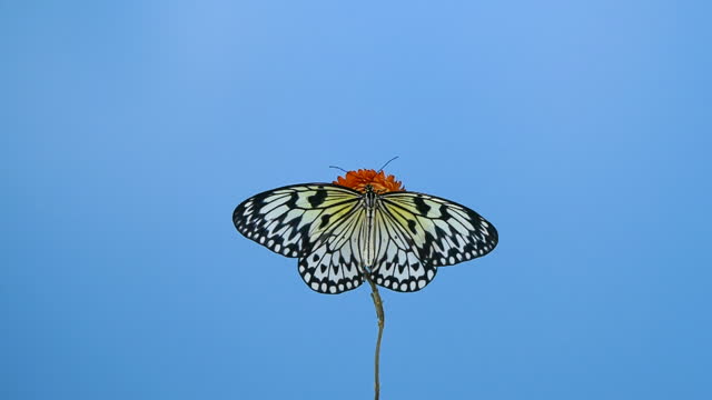 Paper kite butterfly on red flower