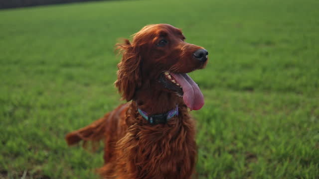 Beautiful red setter dog standing in the backyard in a field looking around. Walking, resting. Pets in nature