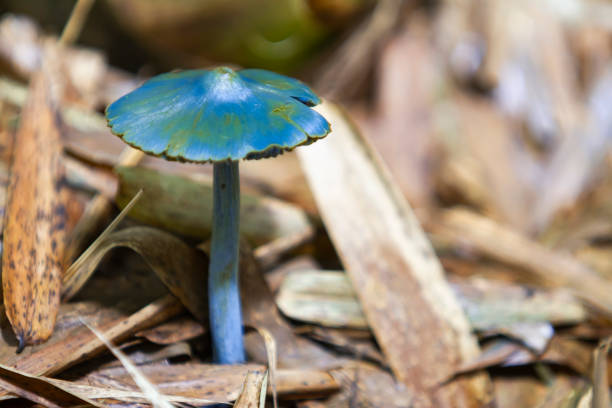 Natural mushrooms