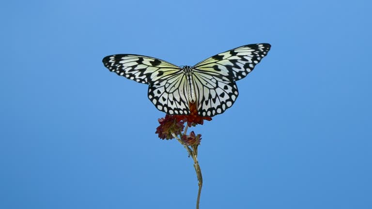 Paper kite butterfly on red flower