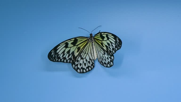 Paper kite butterfly on blue background