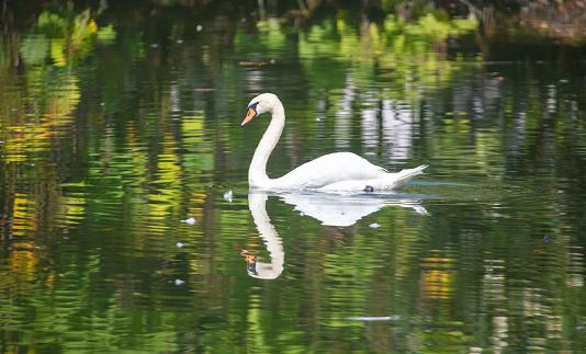White swan swims in nature in summer.