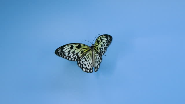 Paper kite butterfly on blue background