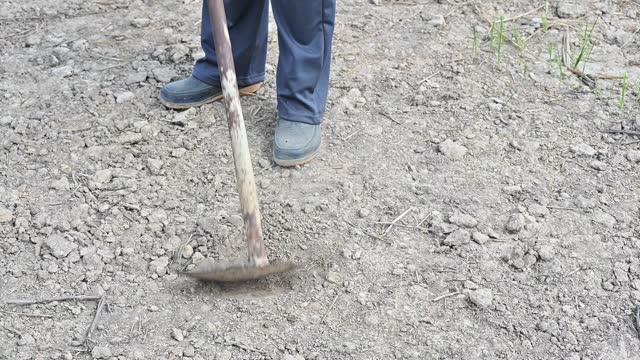 Farmer using a garden hoe for digging soil for planting a tree.