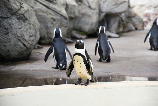 Penguins in an oceanarium on an artificial enclosure. Marine animals in captivity.