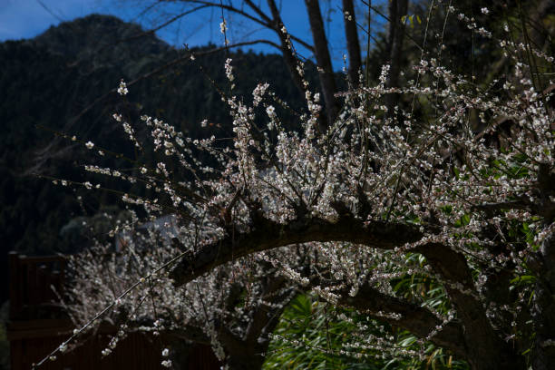 istock Cherry blossom at Sun Link Xi 2025437460
