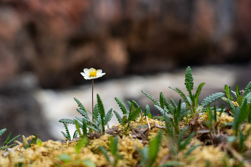 A gentle Mountain avens flowering in front of Kiutaköngäs waterfall on a summer day in Oulanka National Park, Northern Finland